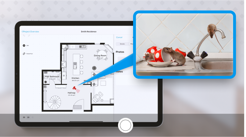 Photo documentation of pest roaming on a kitchen's sink