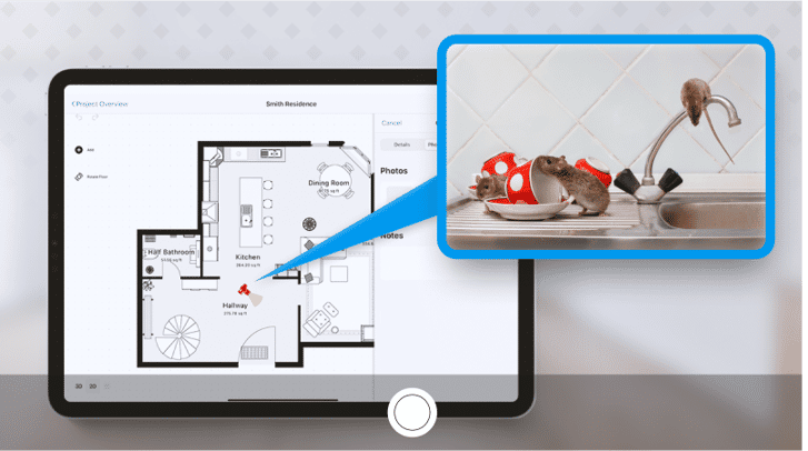 Photo documentation of pest roaming on a kitchen's sink