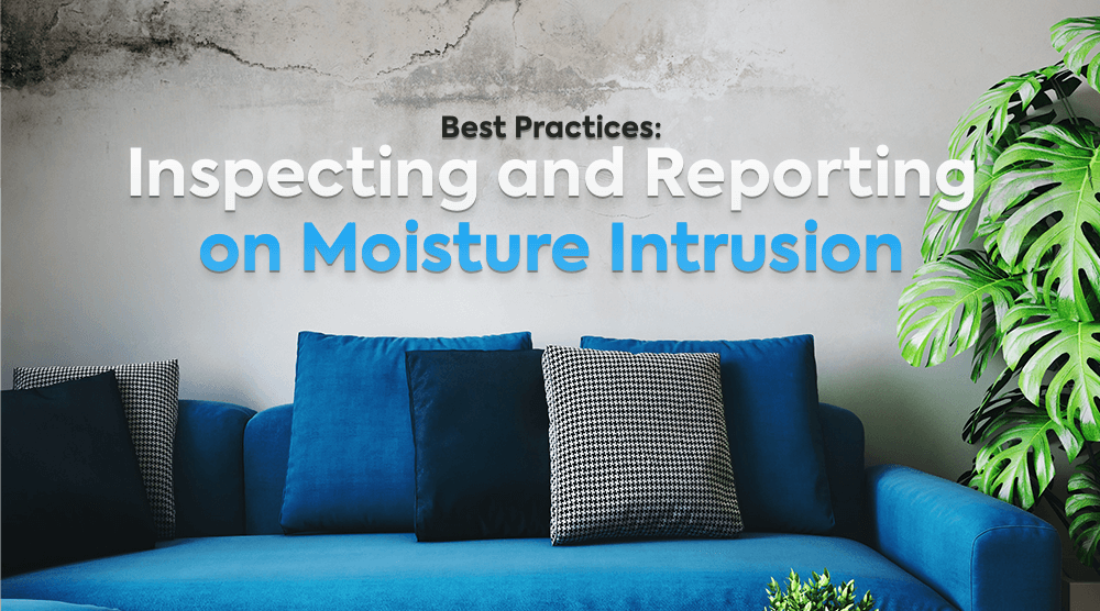 Blue sofa with walls with Mold and a plant with a text on the best practices on Inspecting and Reporting on Moisture Intrusion