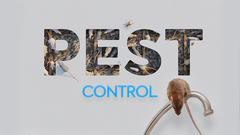 Pest Control: obvious pest roaming the sink