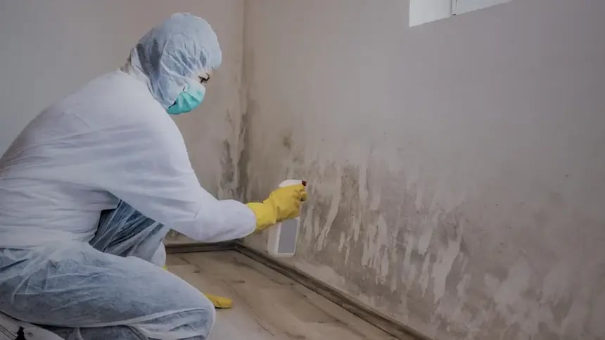 restorer mold remediation technician working on mold stains on the wall using cleaner and PPE